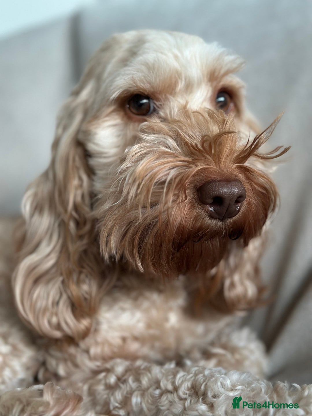 Cockapoo dogs for sale: Cockapoos for sale  - Advert 2