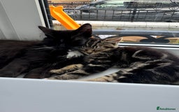 Maine Coon cats for sale: Two kittens one main cone cross and bsh cross  - Image 6