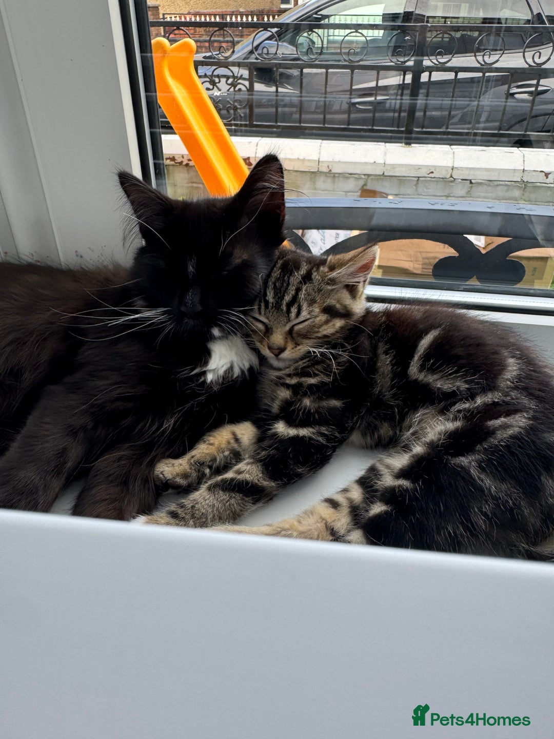 Maine Coon cats for sale: Two kittens one main cone cross and bsh cross  - Image 6