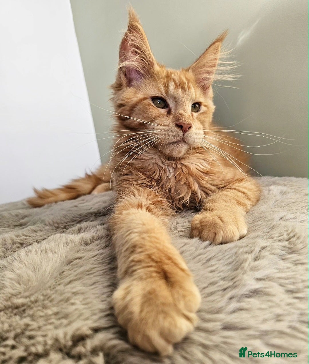 Maine Coon cats Maine Coon kittens looking for loving homes - Advert 3