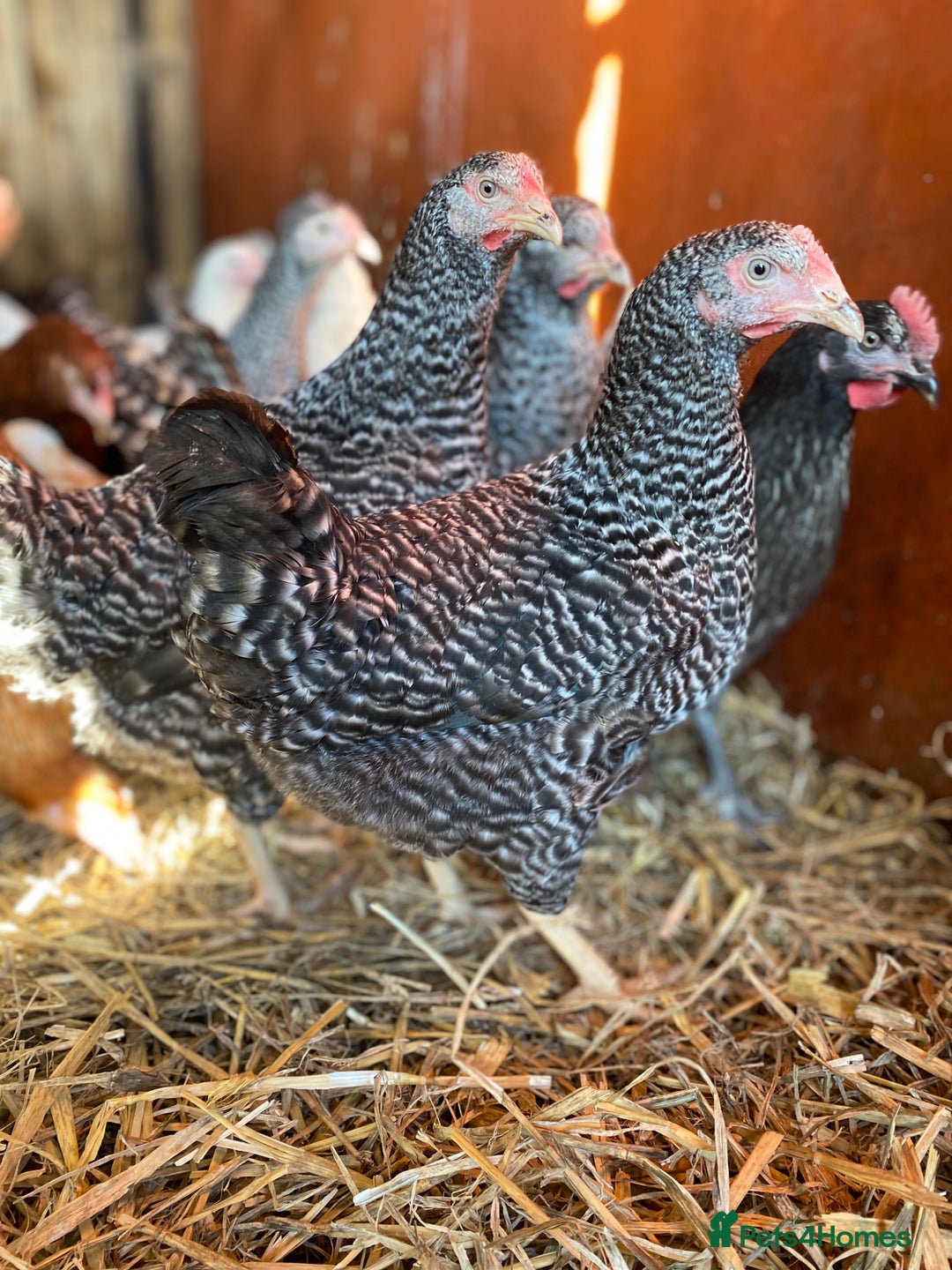 Chickens poultry for sale: POL Hybrid Chickens  - Image 4