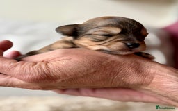 Chorkie dogs for sale: Chorkie (x2 Boys) - Image 19