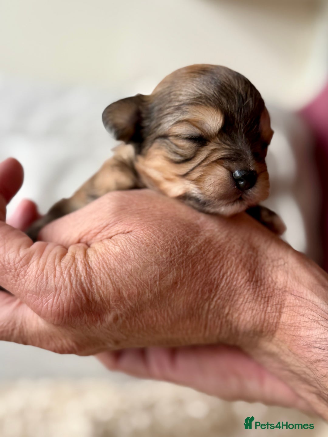 Chorkie dogs for sale: Chorkie (x2 Boys) - Image 19