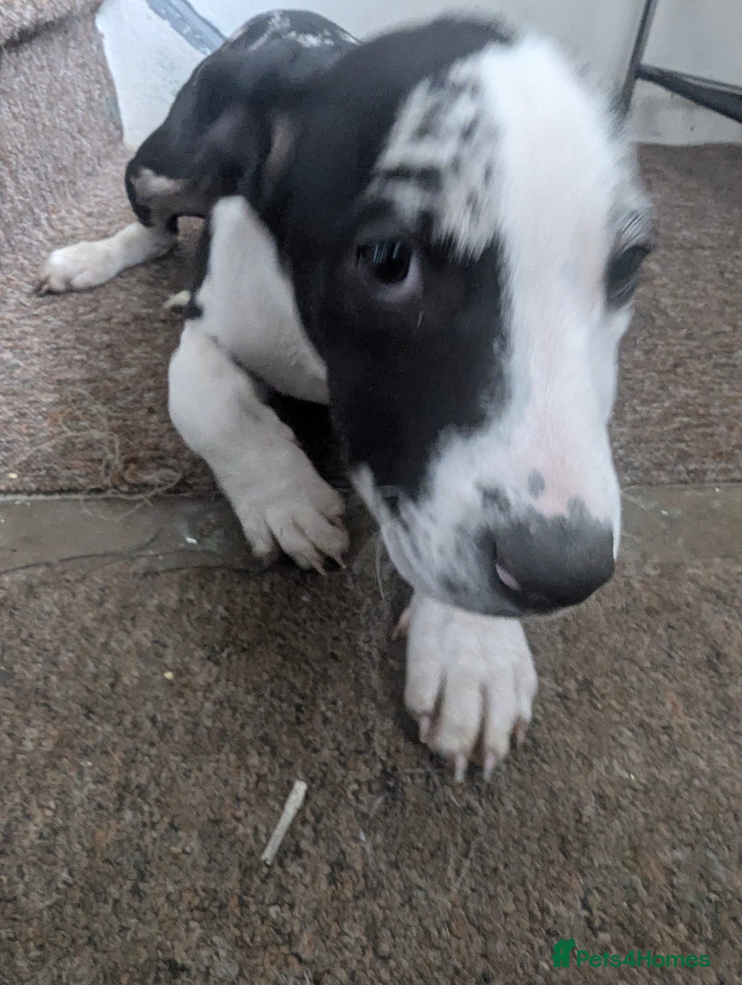Mixed Breed dogs for sale: Three pups for sale  - Image 11