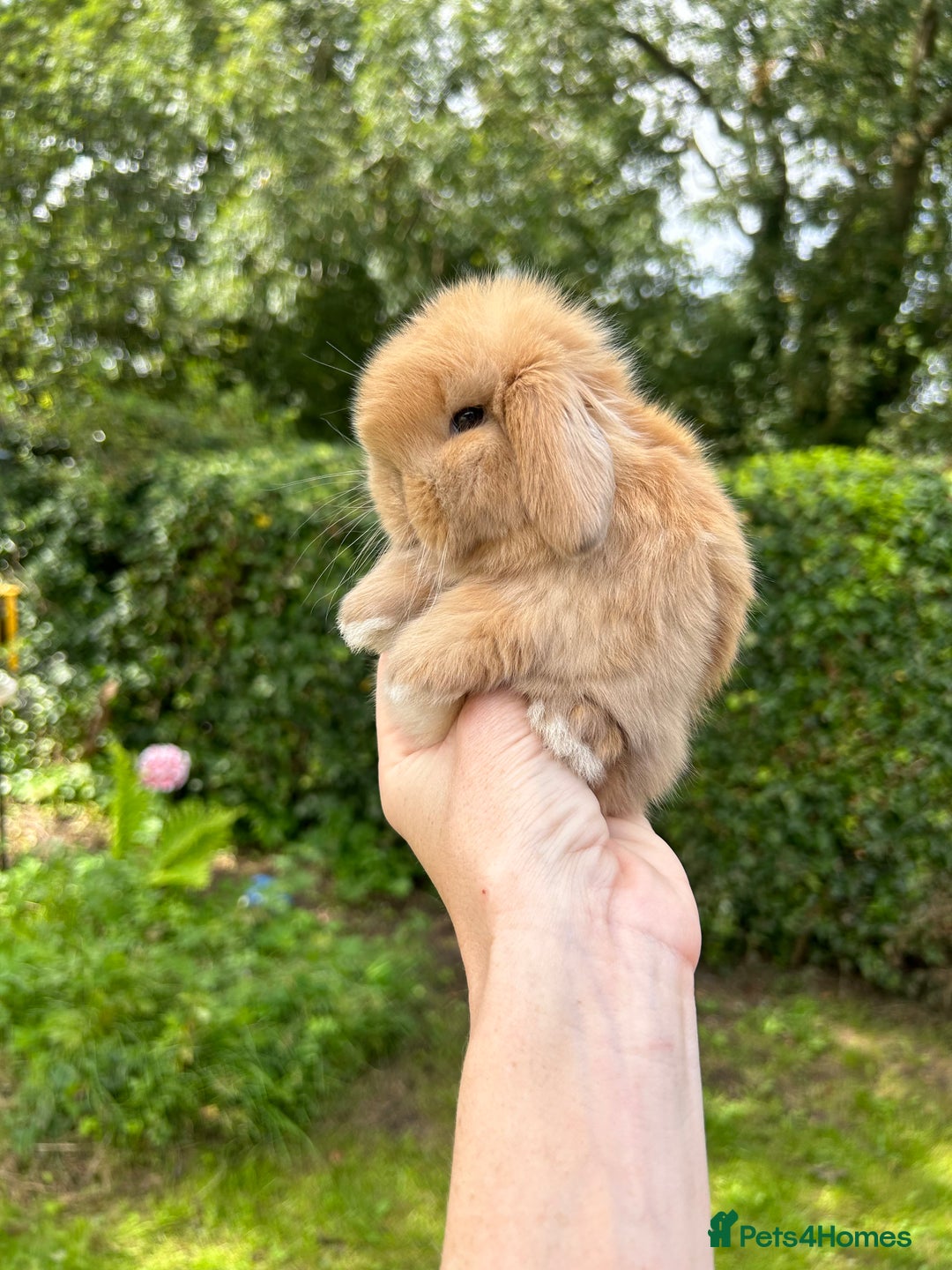 Mini Lop rabbits for sale: ⭐ PEDIGREE MINI LOP BABY BUNNIES ⭐  - Image 8