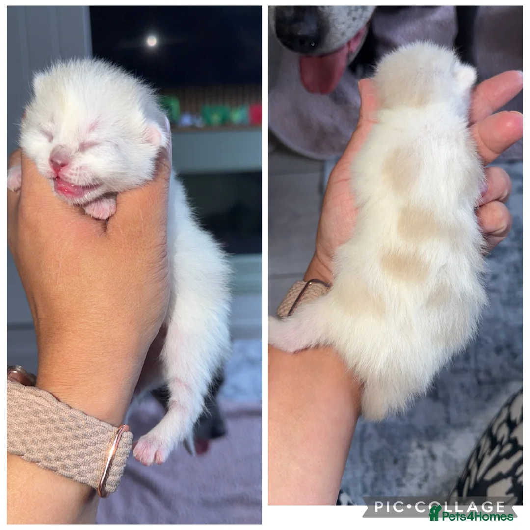Ragdoll cats for sale: Ragdoll mix breed  - Advert 2