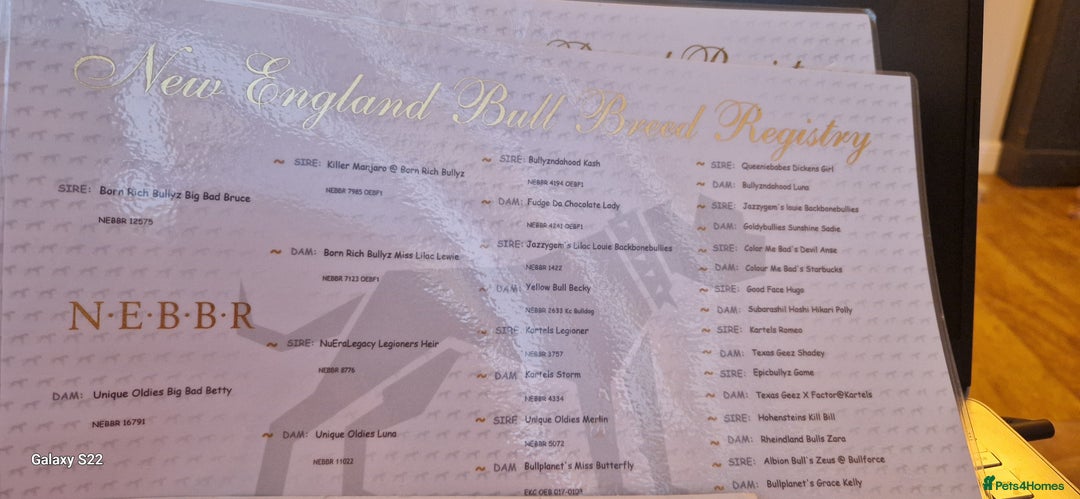 Olde English Bulldogge dogs for stud: Vinnie the olde english bulldogge - Advert 23