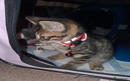 Ojos Azules cats for sale: 3 lovely Kittens looking for a forever New home  - Image 1