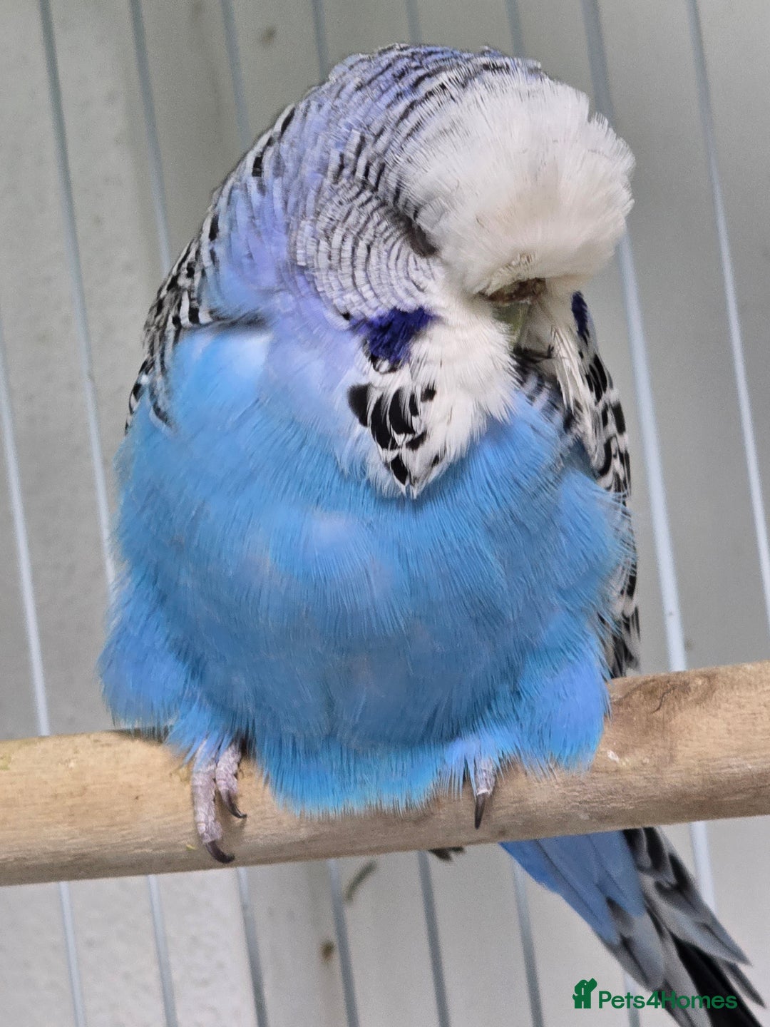 Budgerigars birds for sale: Exhibition Budgies - Advert 5