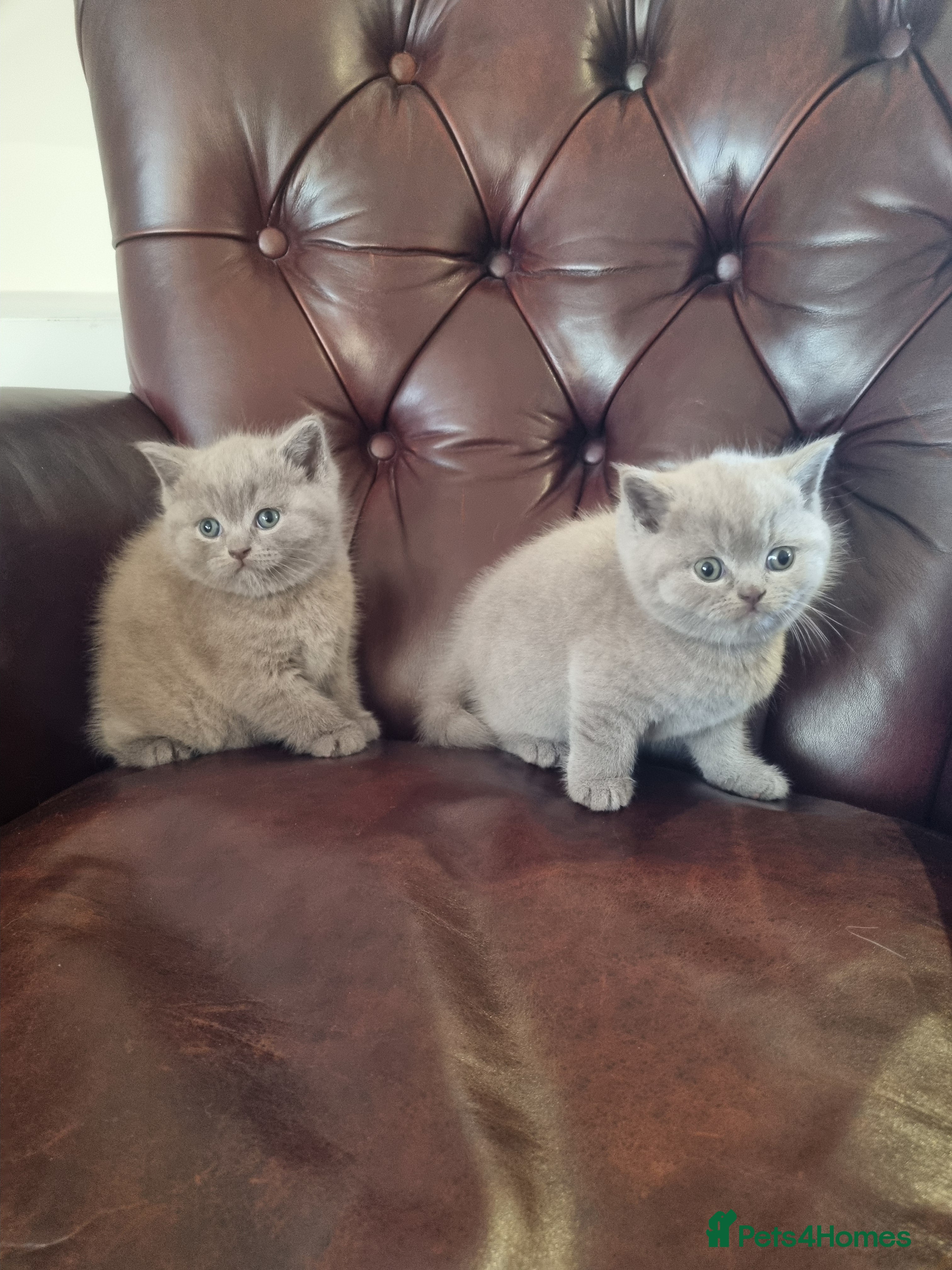 Scottish Fold cats Beautiful Scottish fold kittens  - Advert 7