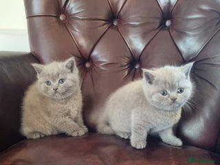 Scottish Fold cats Beautiful Scottish fold kittens - Advert 12