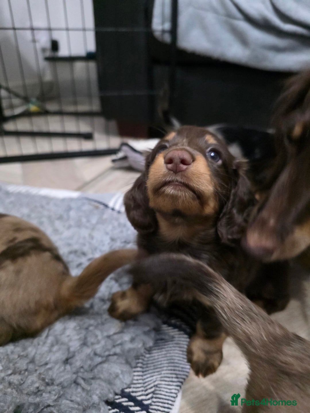 Miniature Dachshund dogs for sale: Stunning miniature longhaired Dachshund pups - Image 9