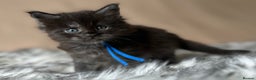 Maine Coon cats for sale: Maine coon kittens blue silver smoke rare colours - Advert 14