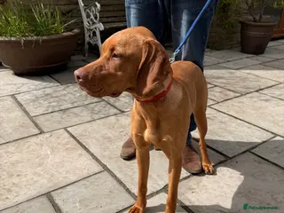 Hungarian Vizsla dogs KC Reg Hungarian Vizsla Pups Health Tested Parents - Advert 3