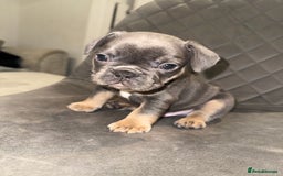 French Bulldog dogs for sale: Beautiful Boy Frenchie Puppy - Image 3