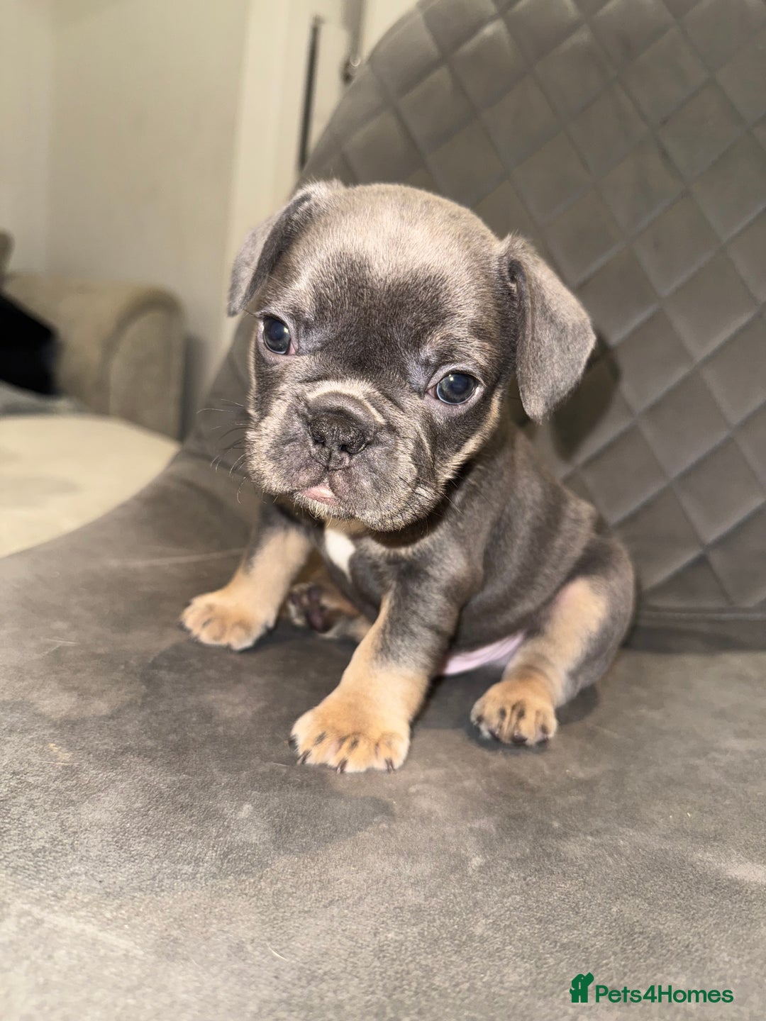 French Bulldog dogs for sale: Beautiful Boy Frenchie Puppy - Image 3