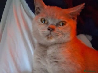 British Shorthair cats in Grimsby - Advert 16