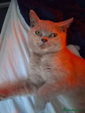 British Shorthair cats in Grimsby - Advert 6