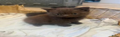 Chocolate male 