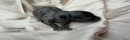 Mini Goldendoodle dogs for sale: Beautiful miniature F2b goldendoodles.  - Advert 14