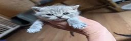 British Shorthair cats for sale: Active blood group B Male - Advert 9