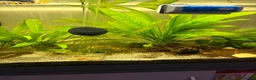 Mixed Breed invertebrates for sale: 120l tank cabinet and 8 shrimp  in Newtown - Advert 3