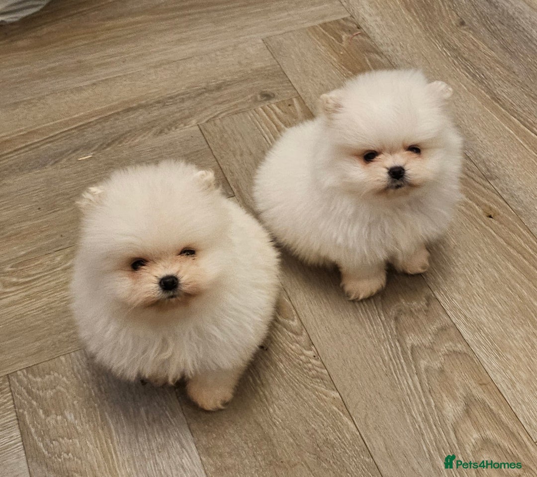 Pomeranian dogs for sale: 2 white boys - Advert 2