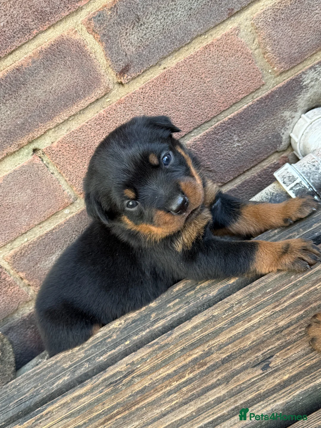 Rottweiler dogs for sale: 10 KC Registered Chunky Rottweiler Pups for Sale - Advert 1