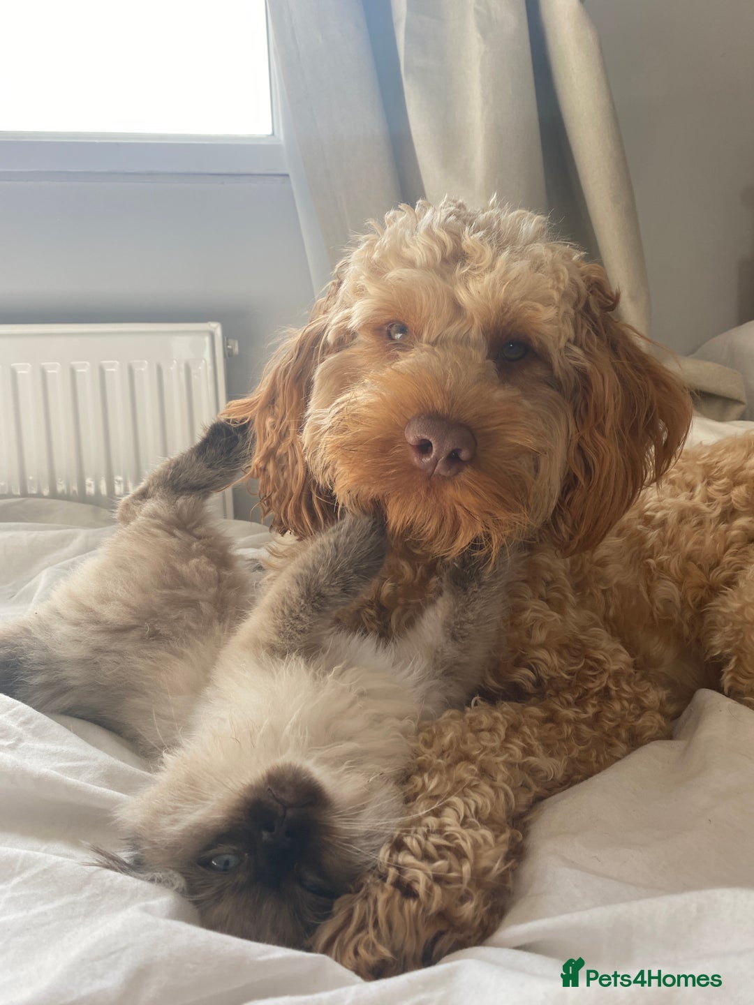 Cockapoo dogs for stud: Rufus - Advert 5