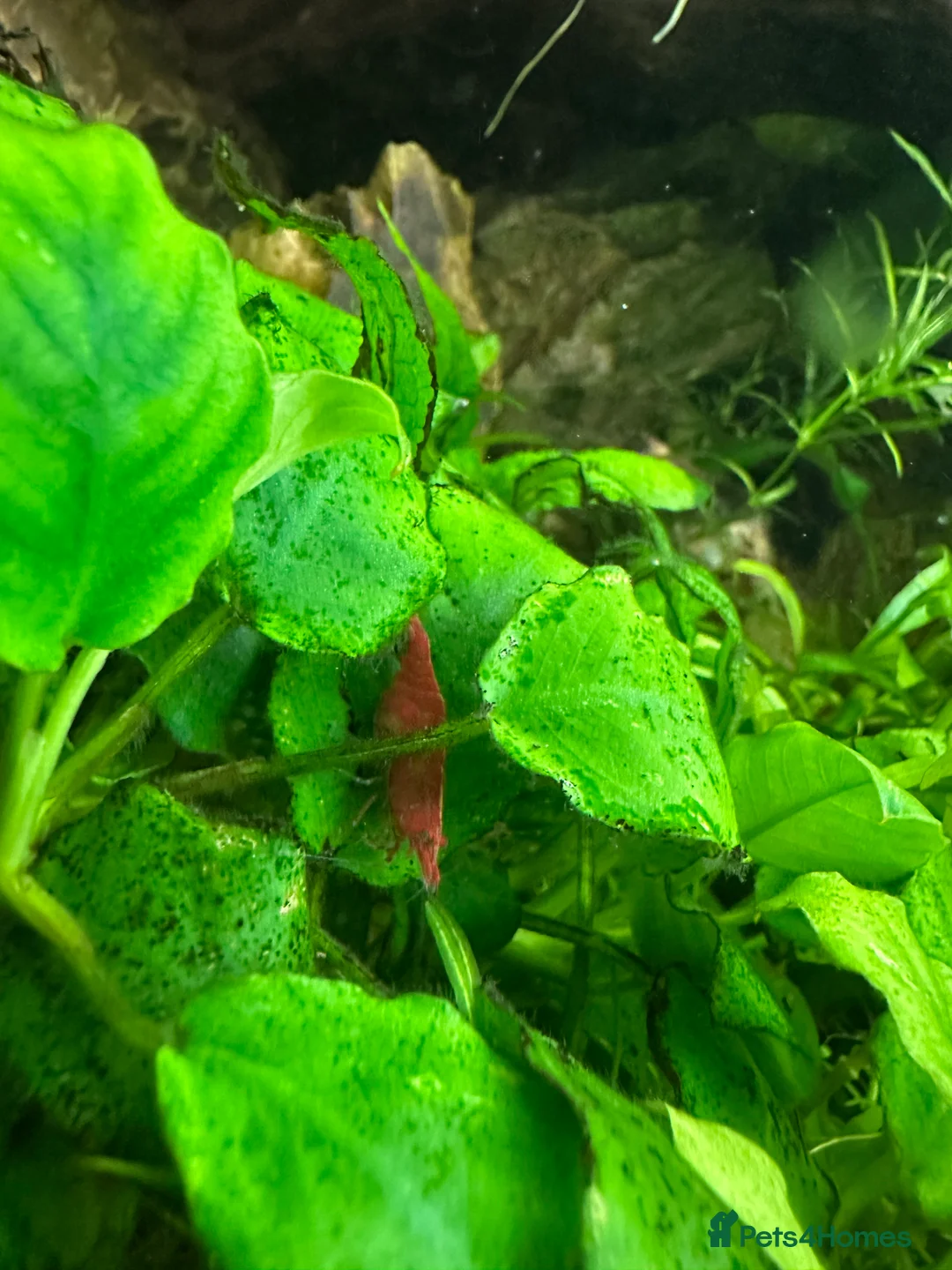 Plecos fish for sale: Juvenile bn plecos - cherry shrimp - swordtails - Advert 12