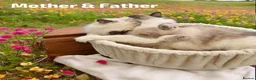Ragdoll cats for sale: Stunning fluffy blue-point ragdoll female kittens  - Advert 3