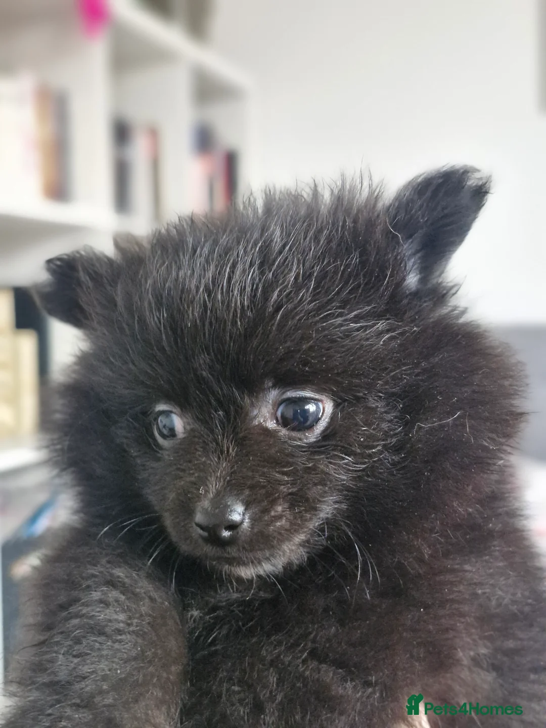 Pomapoo dogs for sale: ✨ Beautiful Pomapoo Puppies – 1,600 ✨ - Advert 16