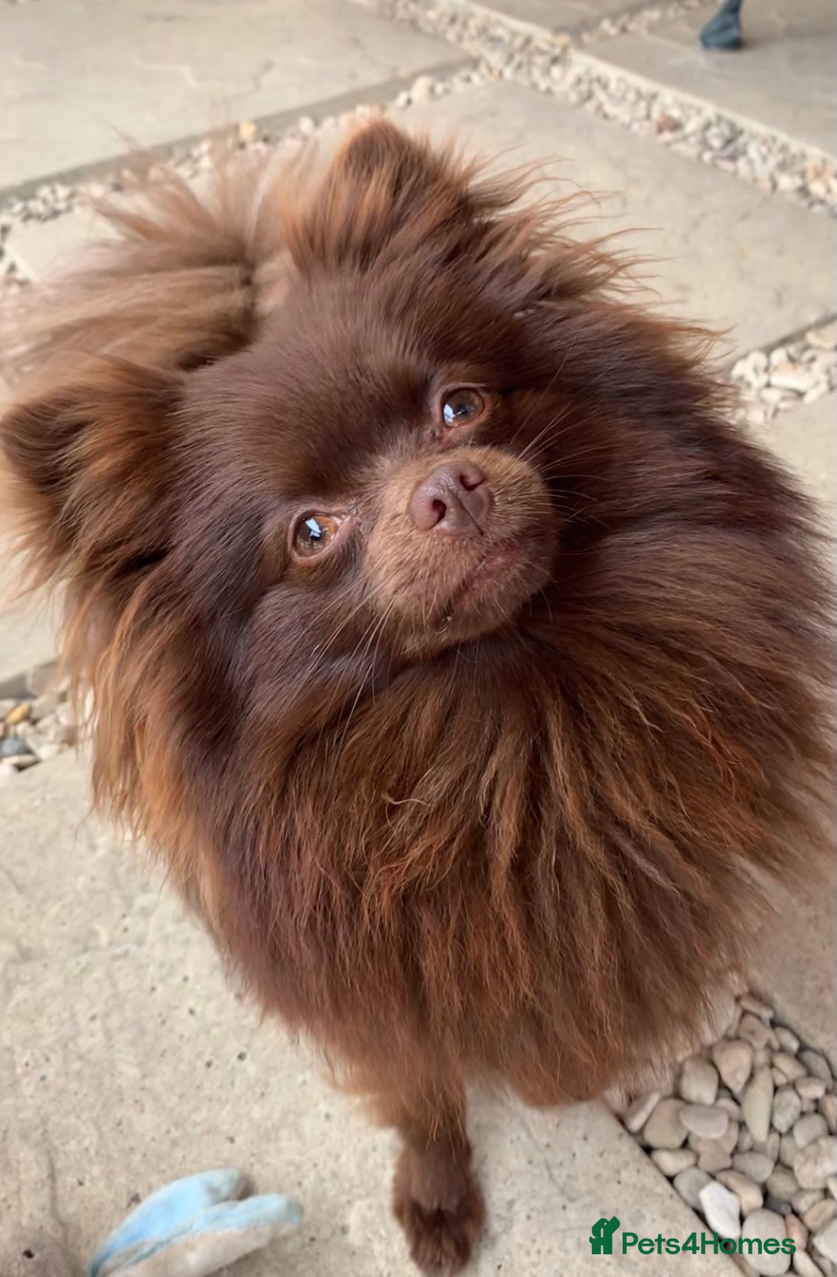 Pomeranian dogs  **  Teddy bear face female pomeranian - Advert 2
