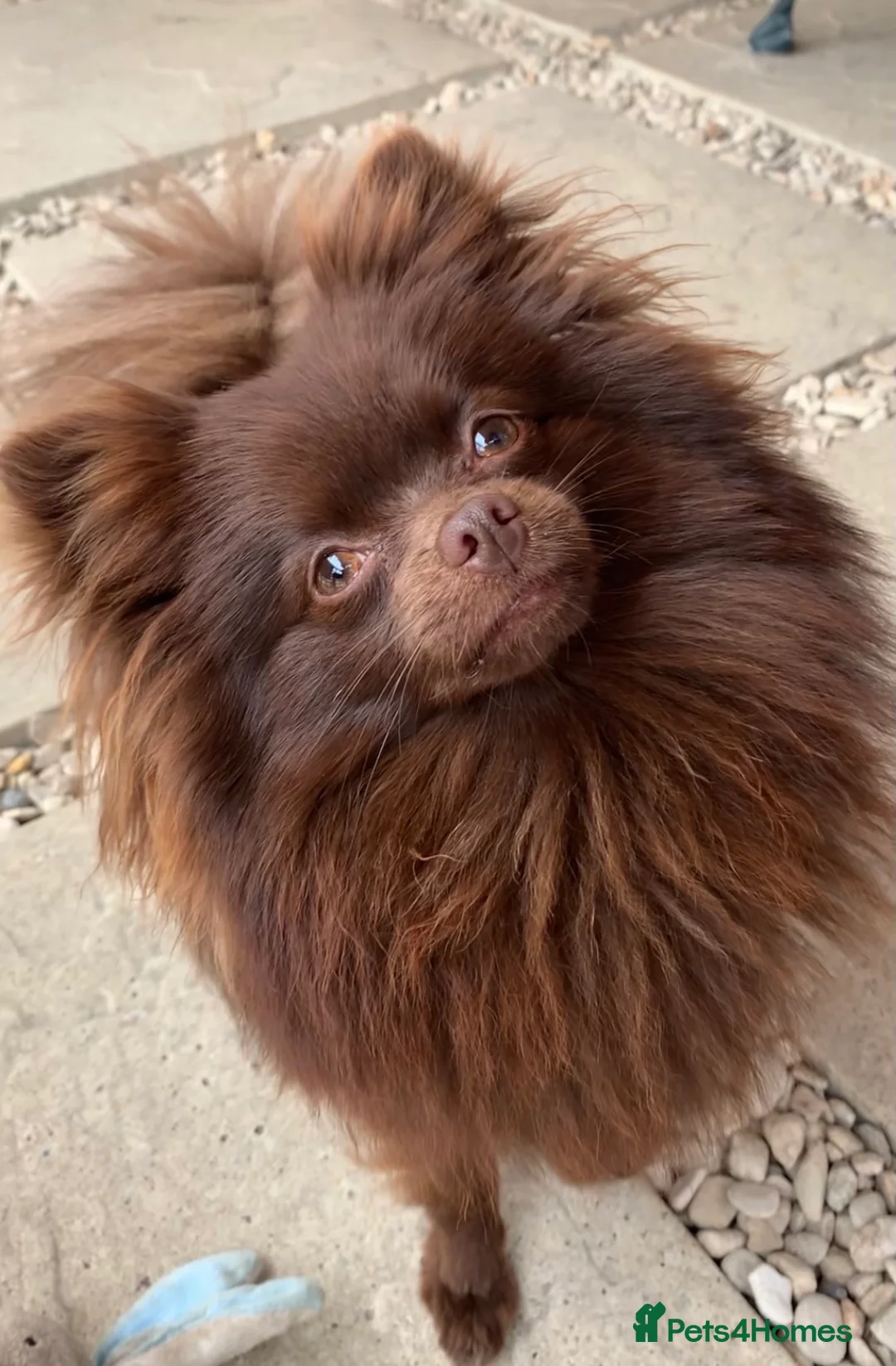 Pomeranian dogs for sale: Teddy bear face female pomeranian - Advert 1
