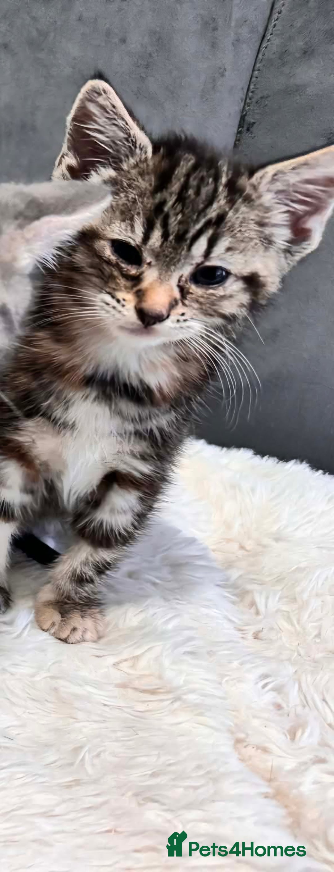 Bengal cats for sale: 3 kittens for sale - Advert 7