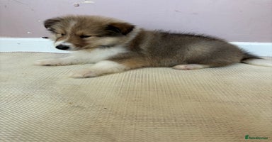 Rough Collie dogs - Advert 2