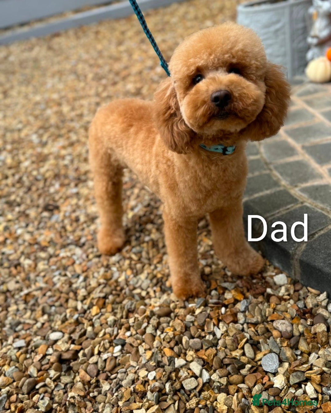 Goldendoodle dogs for sale: Waiting list - Miniature goldendoodle puppies   - Image 10