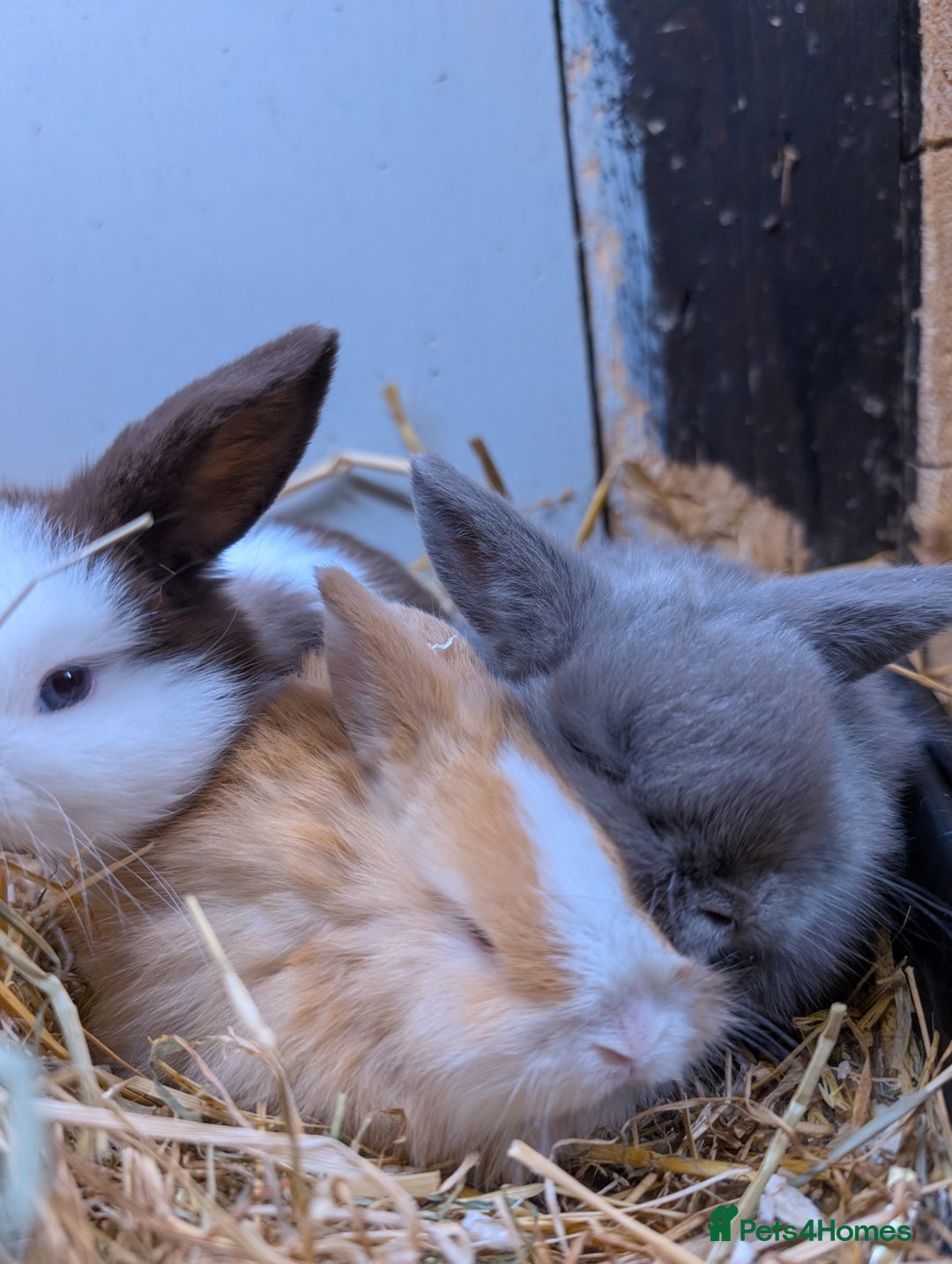 Mini Lop rabbits for sale: ❤️🐰Mini lop bunnies🐰❤️ - Image 17