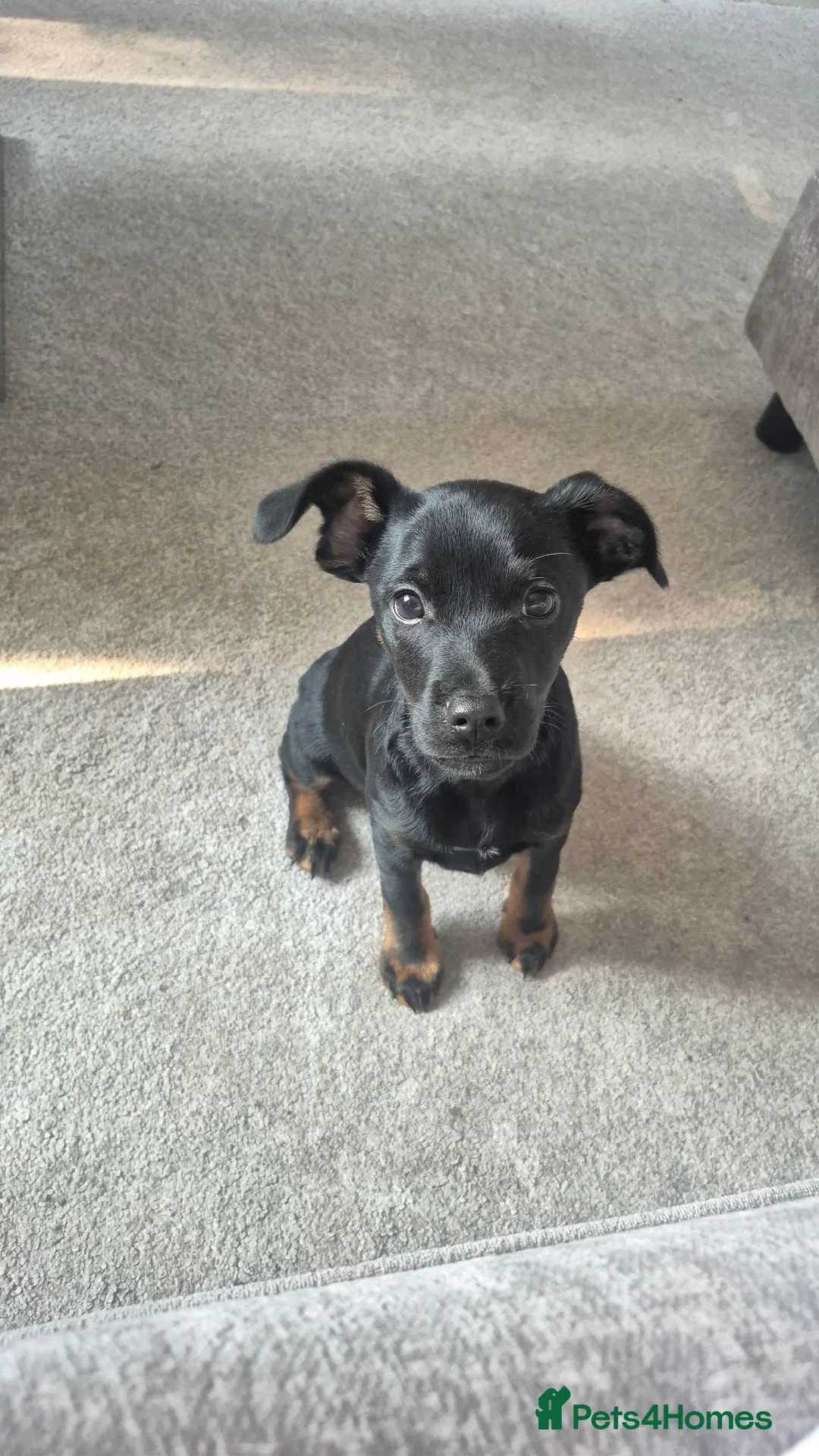 Jack Russell dogs for sale: Toby is 6 months old so loving  in Farnborough - Advert 7