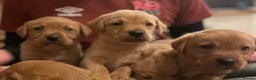 Labrador Retriever dogs for sale: kc registered Labrador puppies - Advert 4