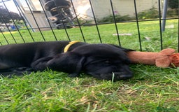 Labrador Retriever dogs for sale: KC Labrador puppies Ready now 🐾Fully vaccinated  in Skegness - Image 24