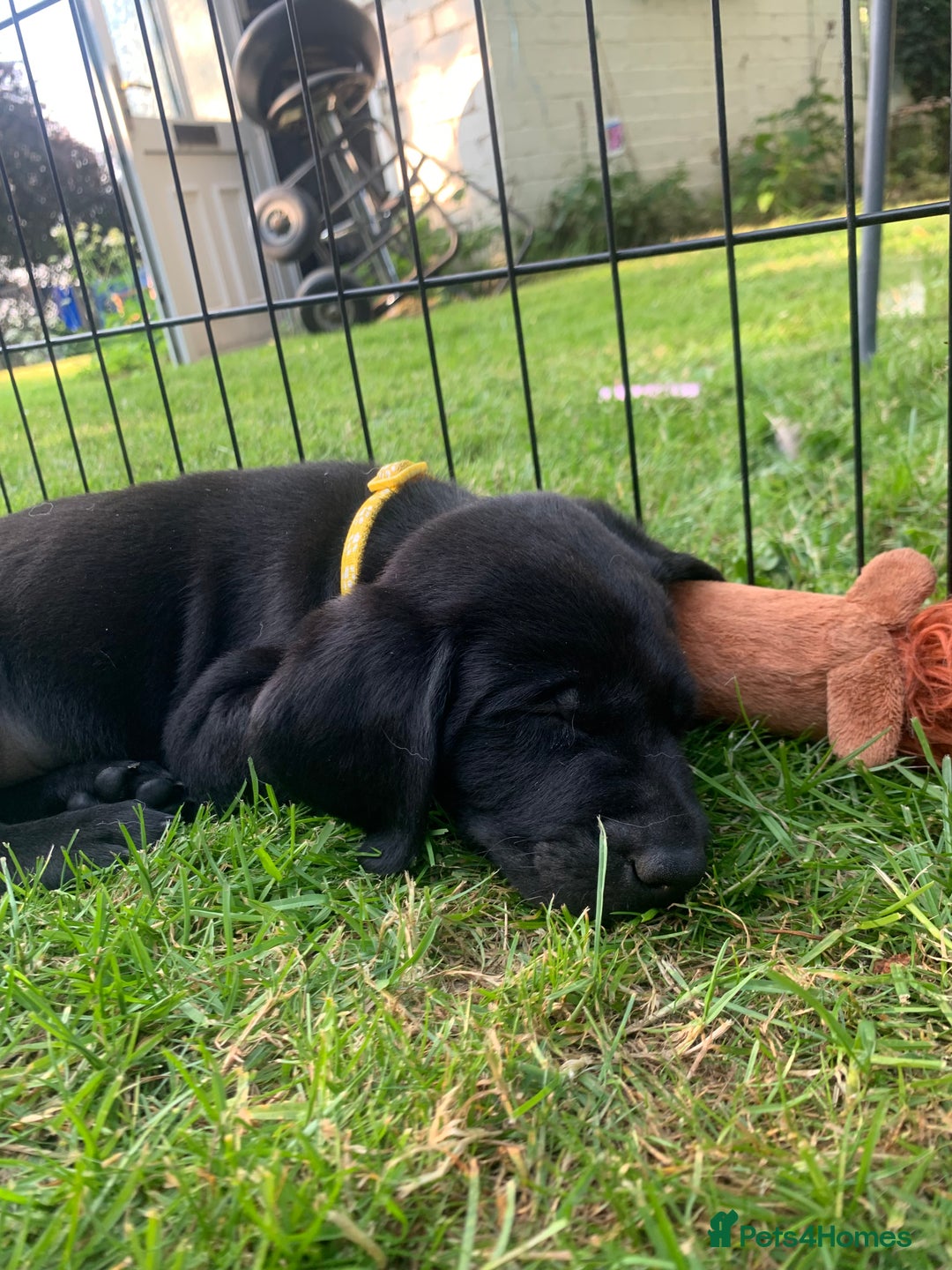 Labrador Retriever dogs for sale: KC Labrador puppies Ready now 🐾Fully vaccinated  in Skegness - Image 24