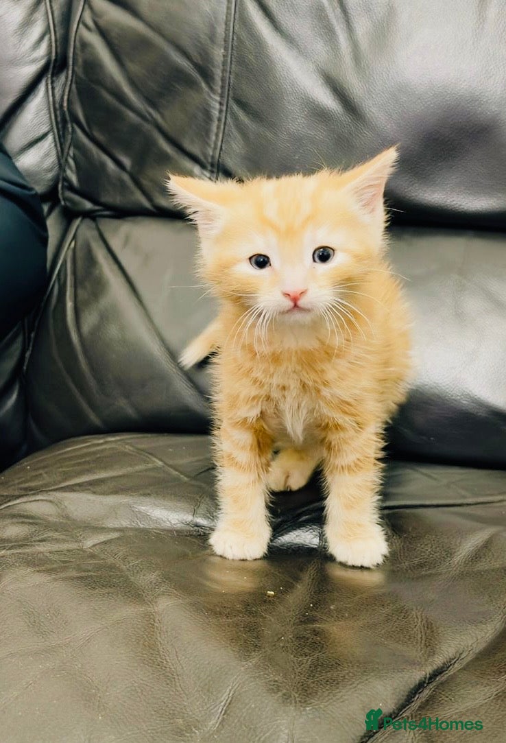 Mixed Breed cats 2 kittens available ready now  - Advert 4