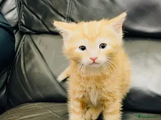 Mixed Breed cats 2 kittens available ready now - Advert 4