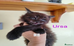 Maine Coon cats for sale: Absolutelly gorgeous kittens  - Image 19