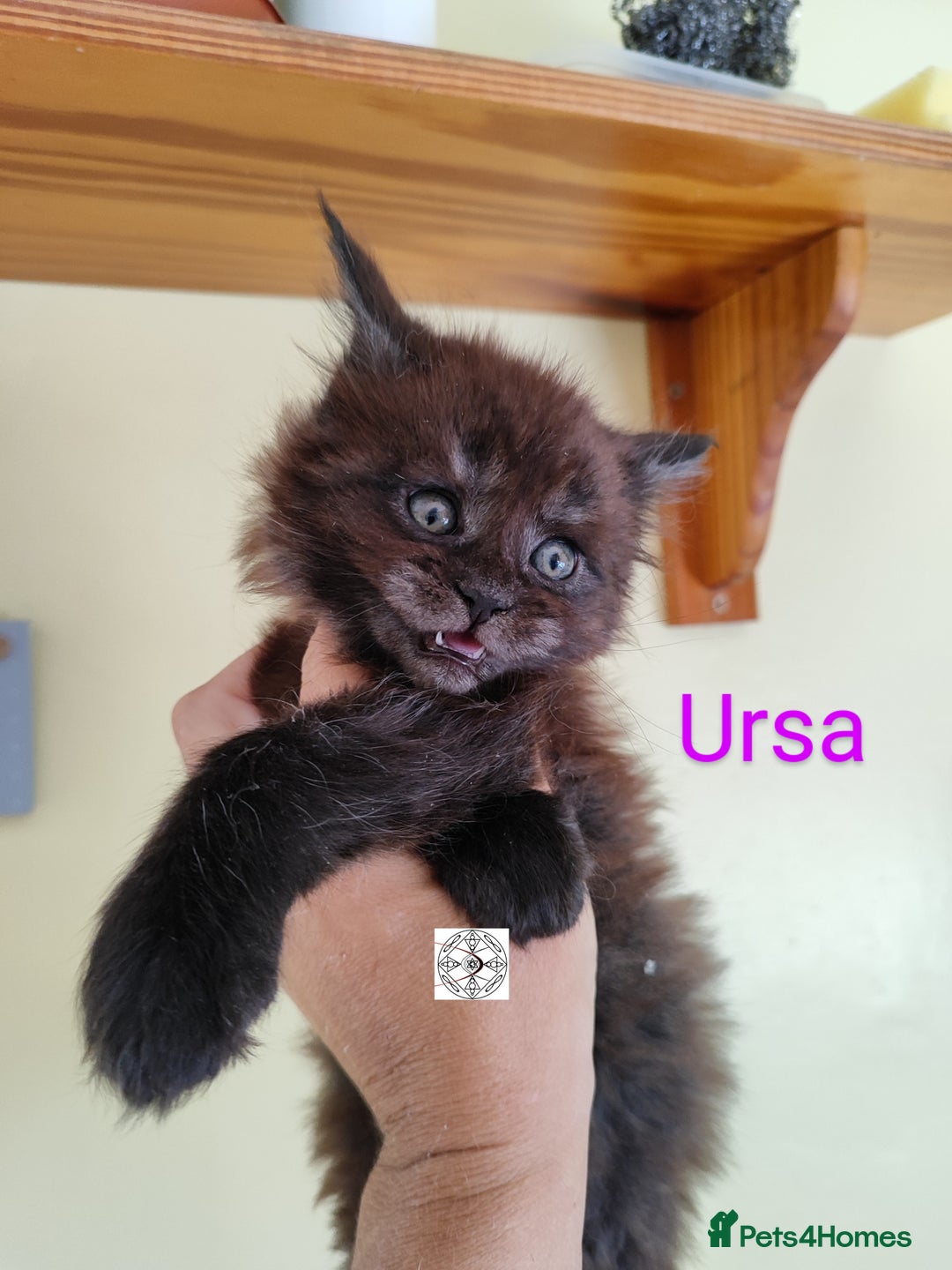Maine Coon cats for sale: Absolutelly gorgeous kittens  - Image 19
