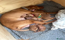 Hungarian Vizsla dogs for sale: KC registered hungarian vizsla puppies - Image 16