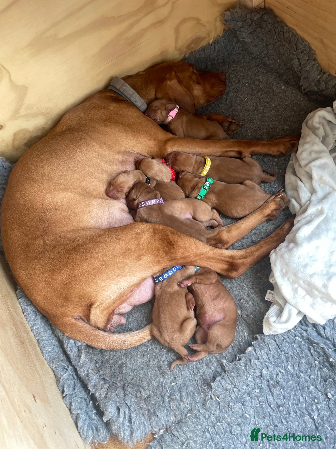 Hungarian Vizsla dogs for sale: KC registered hungarian vizsla puppies - Image 16