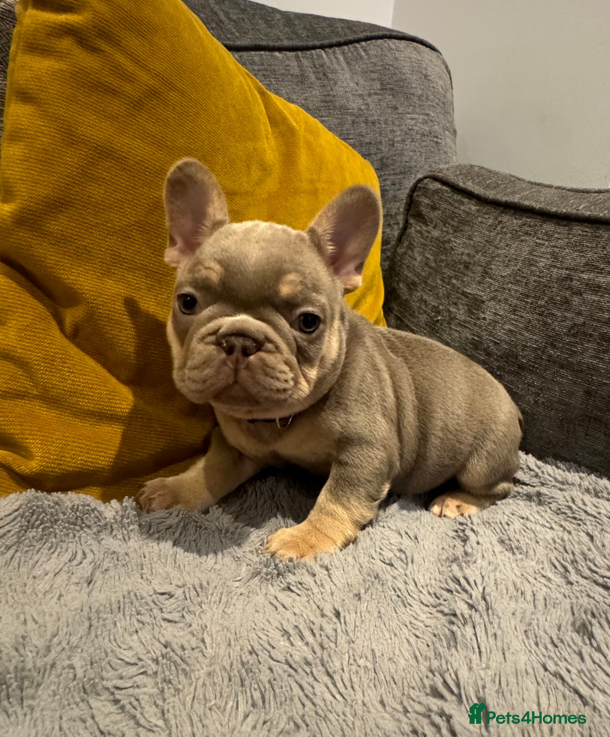 French Bulldog dogs Two quality boys left  - Advert 16