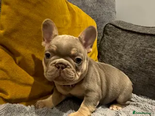 French Bulldog dogs Two quality boys left - Advert 16